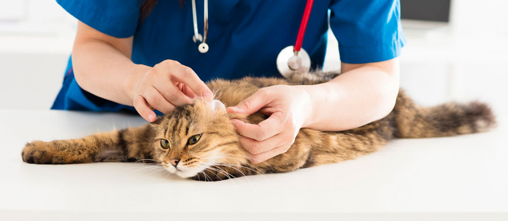 Гемобартонеллез кошек | бетховен – ветеринарная клиника, красноярск