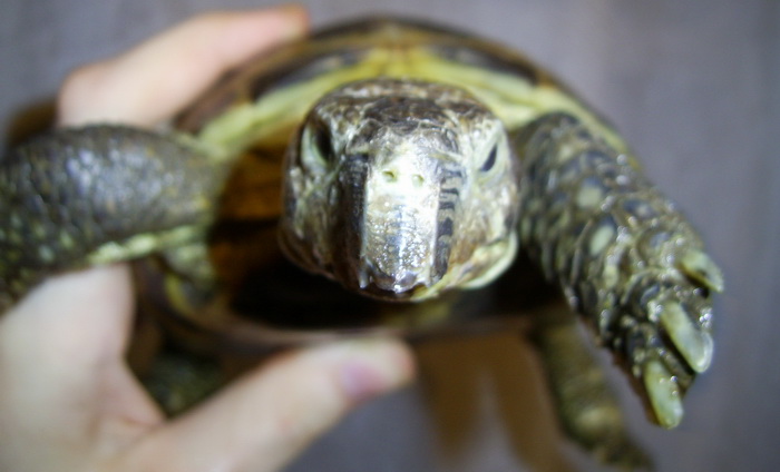 У красноухой черепахи длинные когти - зоо журнал