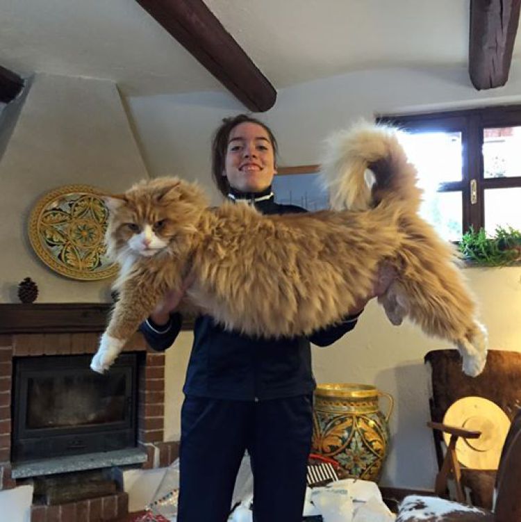 Самая большая порода кошек в мире топ-6