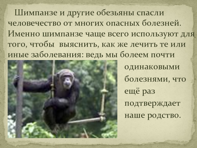 Виды обезьян, их особенности, описание и названия | живность.ру