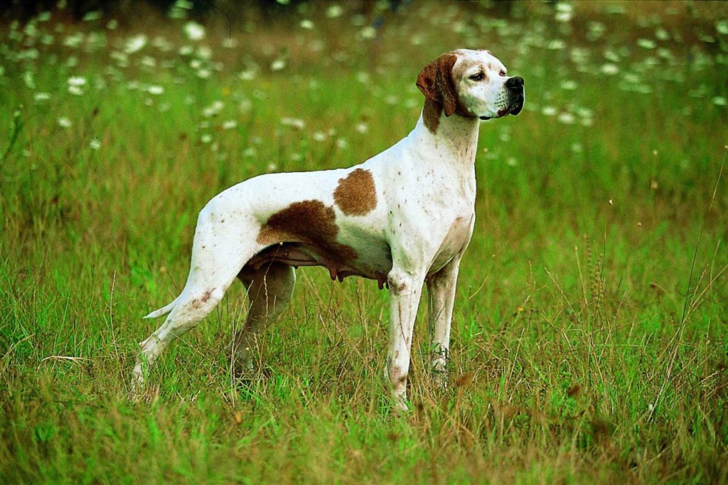 Пойнтеры (37 фото): описание английской охотничьей породы собак, щенки черного и коричневого окраса. как выглядит стандарт породы?