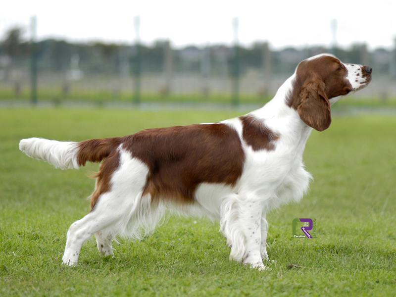 Вельш-спрингер-спаниель (28 фото): описание уэльской породы, особенности содержания щенков и взрослых собак