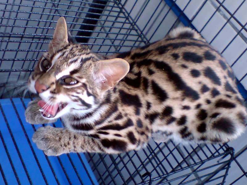 Леопардовая кошка - фото, описание породы