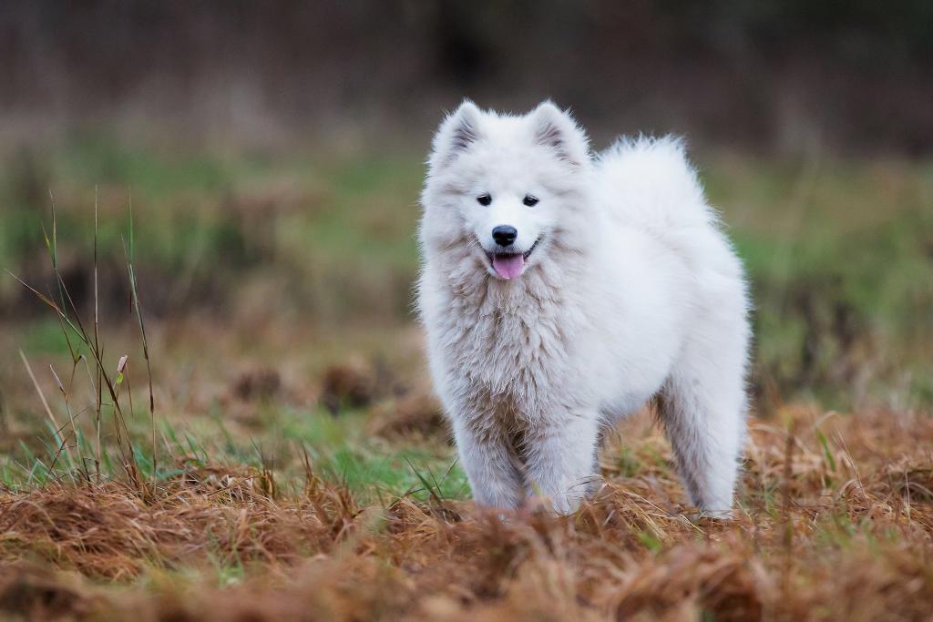 Самоед (66 фото): почему самоедская собака так называется? описание породы, черные и белые и другие окрасы щенков