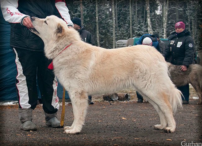 Собака волкодав: особенности характера, внешний вид и отзывы собаководов (фото) :: syl.ru