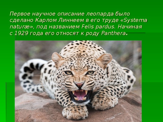 Научный текст про ягуара. Леопард описание. Описать леопарда. Леопард краткое описание. Доклад про леопарда.