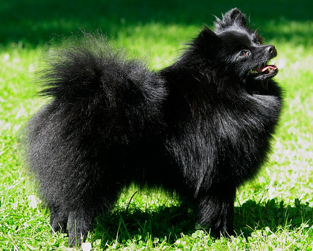 Немецкий шпиц фото взрослой собаки черный