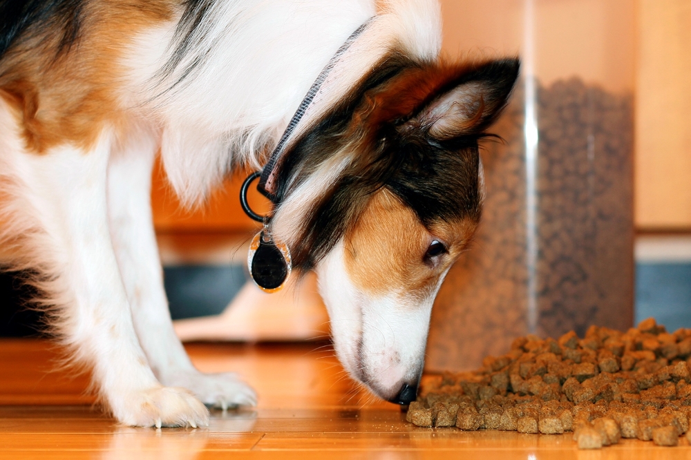 Как правильно кормить собаку вечером до прогулки или после