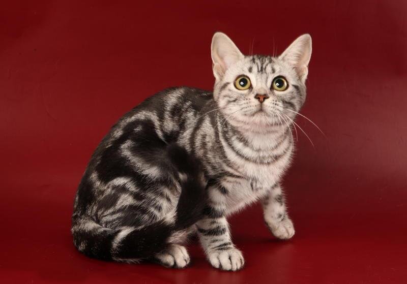 Гладкошерстные породы кошек с фотографиями и названиями - wlcat.ru
