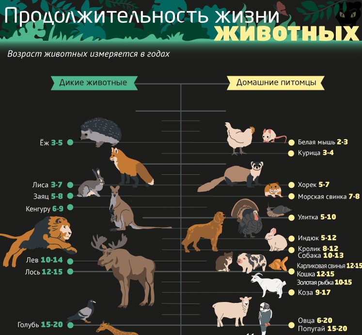 Сколько живут собаки и как продлить их жизнь