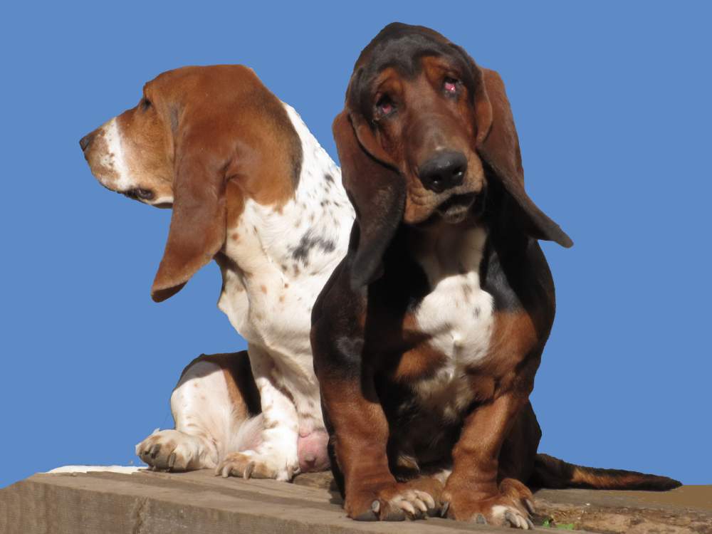 Порода собак бассет-хаунд: фото, описание характер