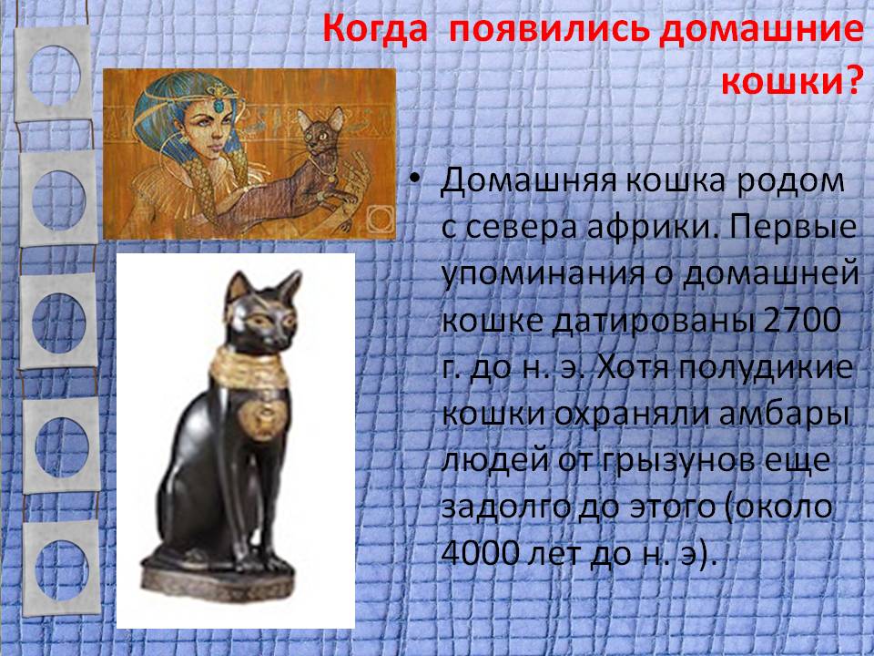 Происхождение кошек. история древних и современных кошек
