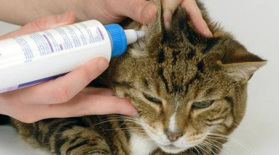 Ушной клещ (отодектоз) у кошек: симптомы, диагностика, лечение и профилактика (фото)
