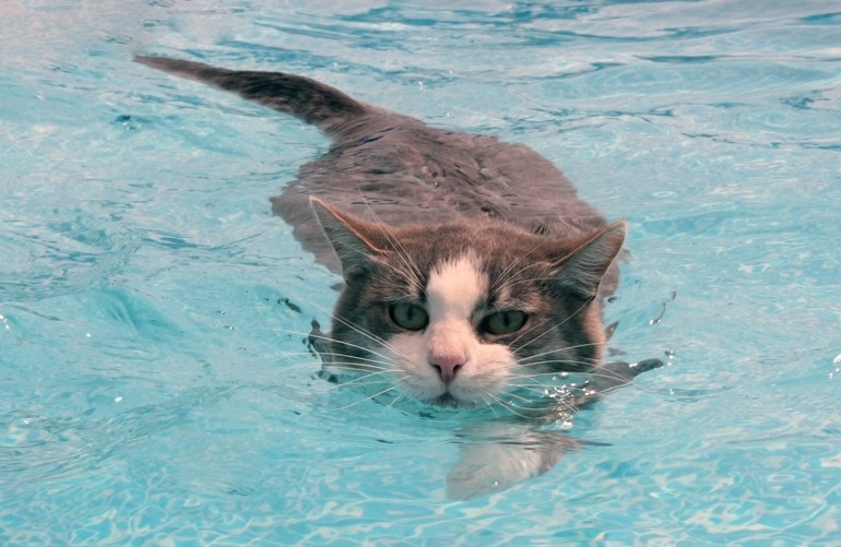 Породы кошек которые любят воду, кошки любящие плавать