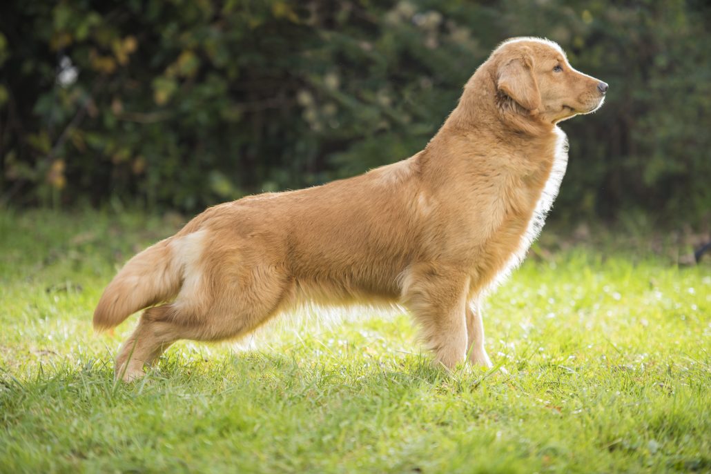 Описание породы собак золотистый ретривер с отзывами владельцев и фото