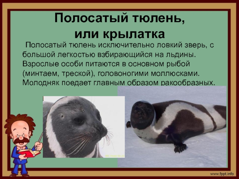 Каспийский тюлень: описание, среда обитания, размножение