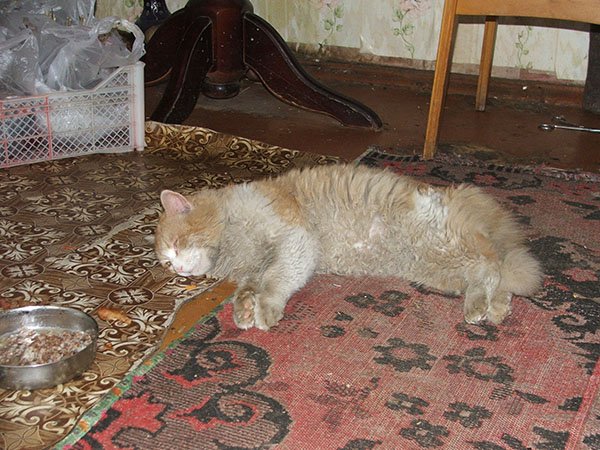 Старая кошка не ест, только пьет воду и спит, сильно похудела – что делать, как можно помочь? - kotiko.ru