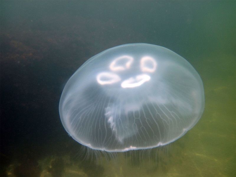 Опасны ли медузы азовского моря? виды с описаниями