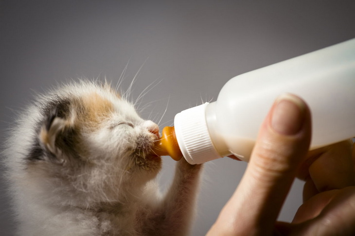 Можно ли кошке давать молоко