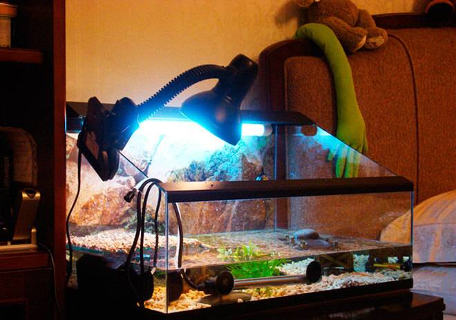 Ультрафиолетовая лампа для черепах: выбор, характеристики, эксплупатация
