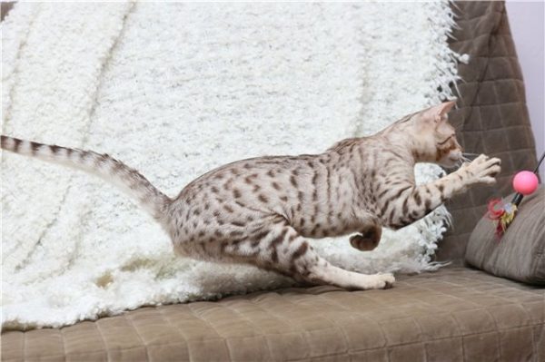 Кошка породы оцикет: описание, фото, характер, повадки, правила содержания в домашних условиях