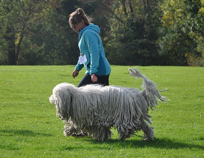 Венгерская овчарка пули (комондор): фото и характеристики породы, уход