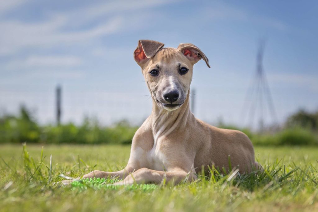Уиппет: описание породы собак, цена щенков