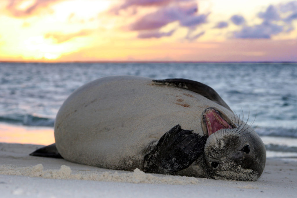 Средиземноморский тюлень-монах - mediterranean monk seal - abcdef.wiki