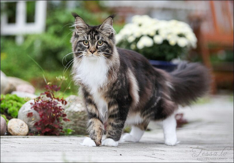 Кошки мэйн-кун или мэнская енотовидная кошка: история, описание, характеристика породы
