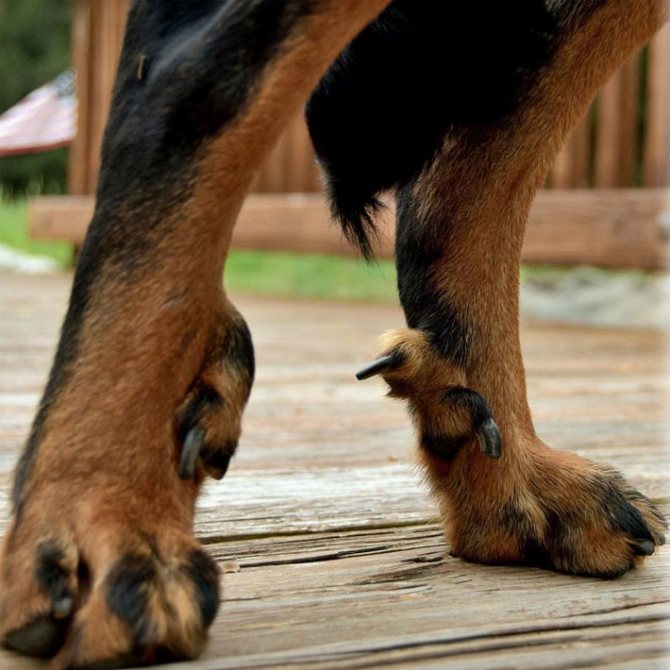 Сколько пальцев у собаки | на передних и задних лапах