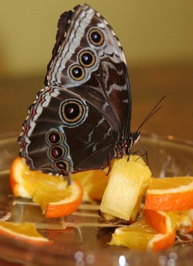 Чем кормить бабочку в домашних условиях зимой и летом