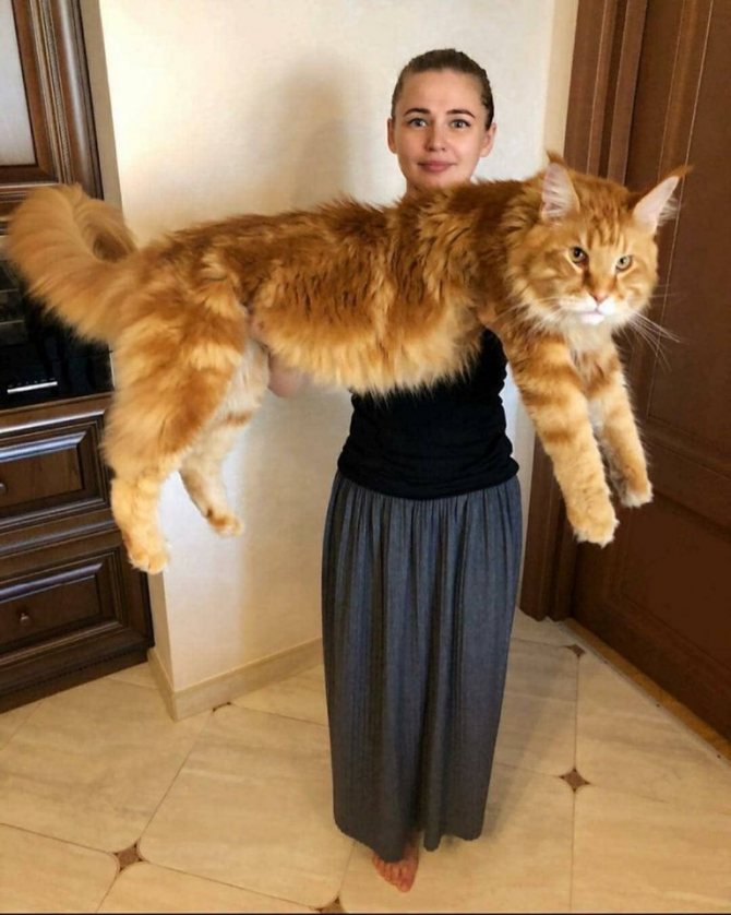Самые большие кошки в мире – топ 10 с фото