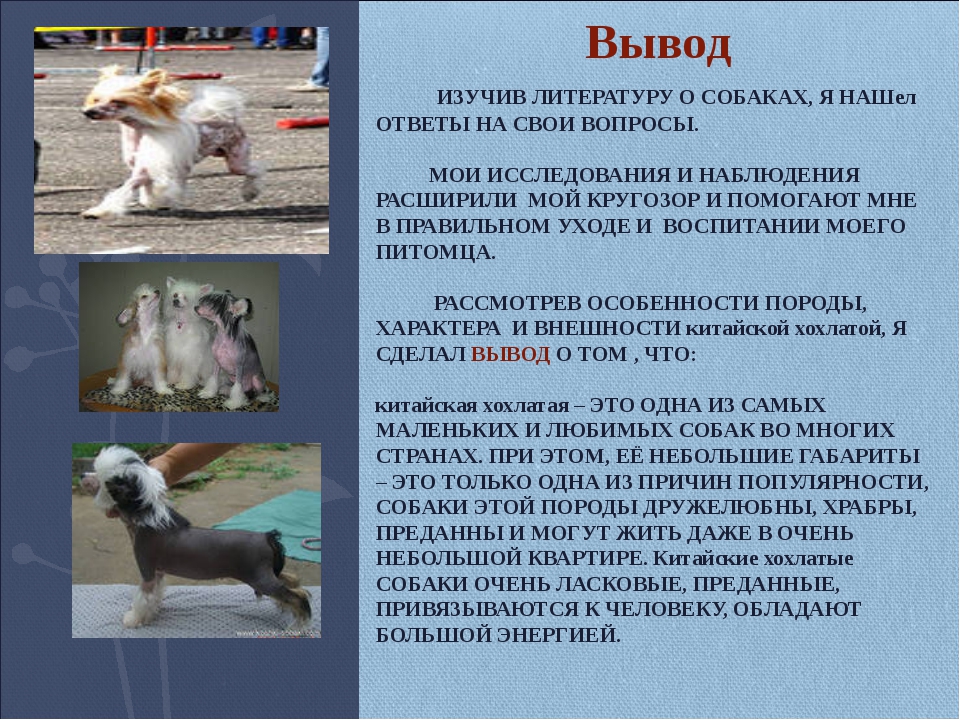 Чунцин собака: китайский чунцин, фото собаки, описание породы, уход и содержание