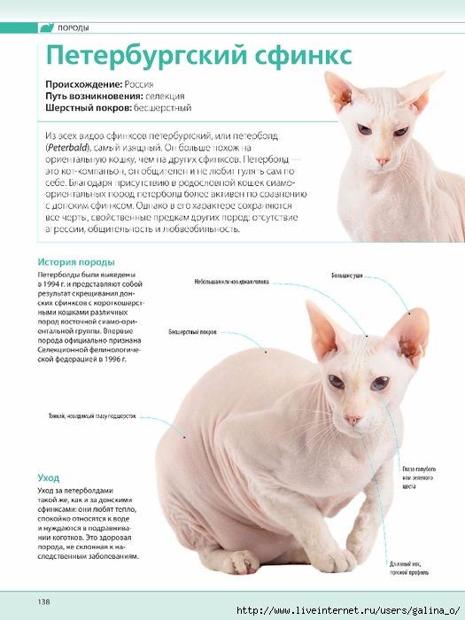 Петерболд: описание породы кошек, характер и содержание