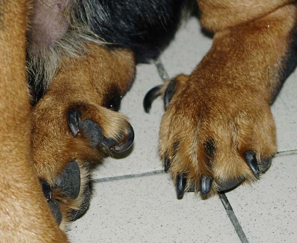 Что такое прибылые пальцы у собак: нормальное число пальцев на передних и задних лапах, обязательна ли ампутация пятого пальца у собак?
