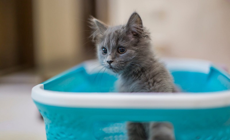 Почему кошки боятся воды? как приучить кошку к воде?