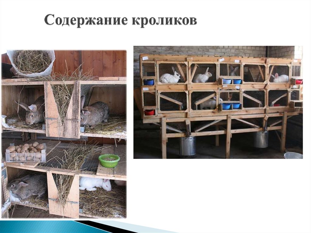 ᐉ разведение декоративных кроликов: особенности содержания и ухода - zooon.ru