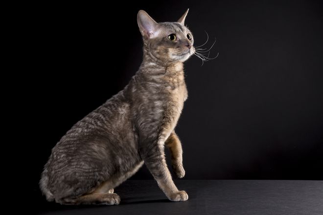 Корниш-рекс: все о кошке, фото, описание породы, характер, цена