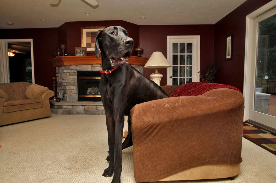 Редкие породы собак: 35 самых необычных с фото и названиями