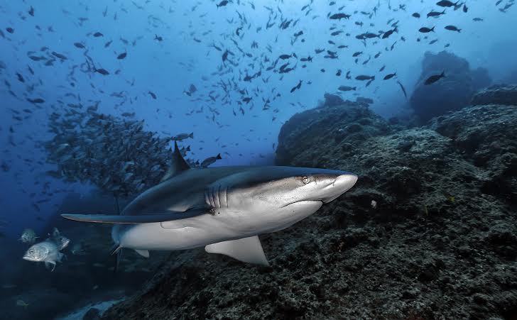Все нападения акул в испании - статистика атак на людей испанских акул ∞ лагуна акул