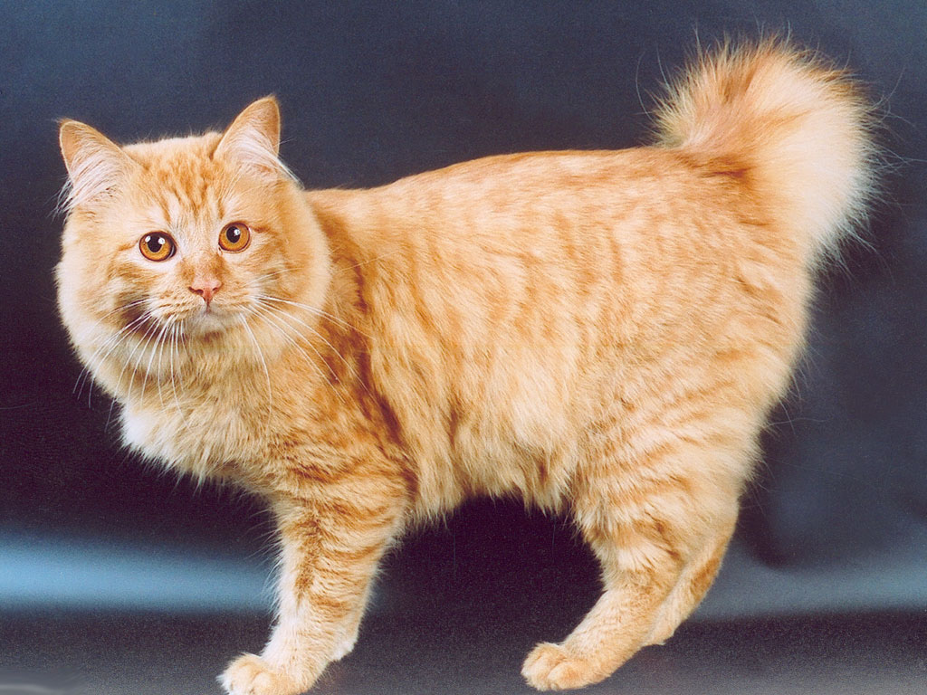 Бобтейл: характеристики породы, фото кошки, как правильно кормить и ухаживать, как выбрать котенка, отзывы владельцев кота