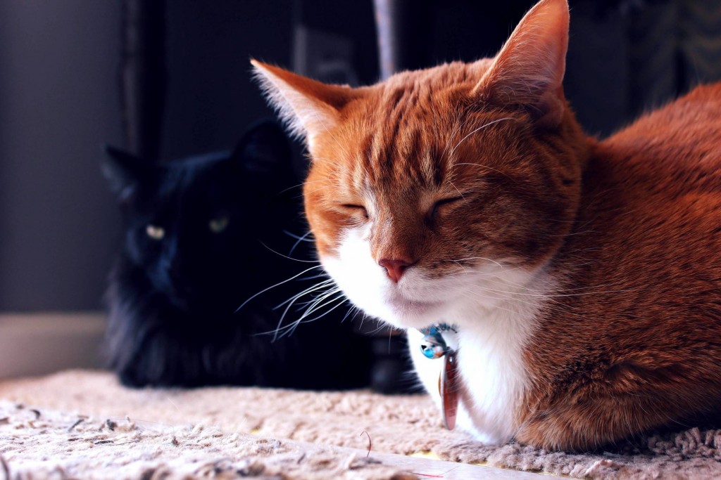 6 ошибок хозяина, которые сокращают жизнь кошки - gafki.ru
