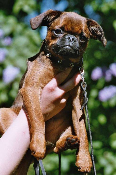 Пти-брабансон фото, описание собаки и минусы породы, питомники, отзывы