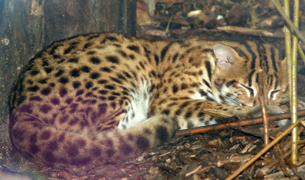 Кошка с окрасом леопарда какая порода