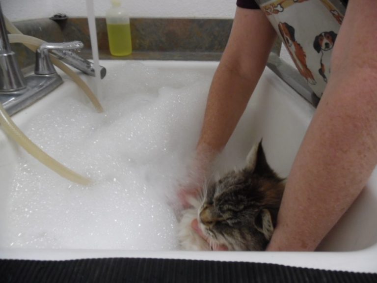 Как помыть кота, если он боится воды и царапается?