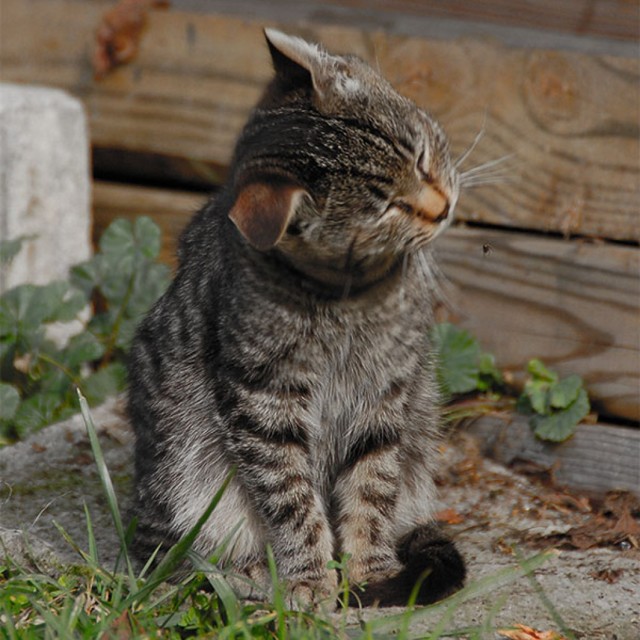 Чем лечить расчесы у кошки – постановка диагноза, причины расчесов и их лечение