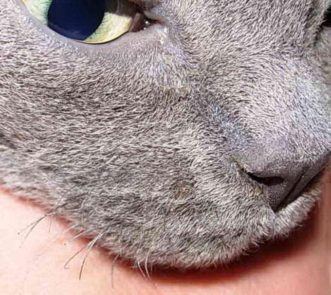Почему у кота выпадают усы, что делать: причины выпадения вибрисс у кошек