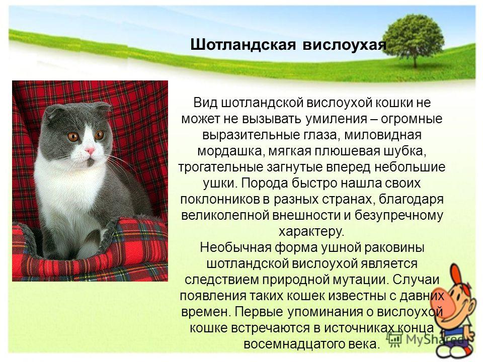 Шотландская вислоухая кошка (скоттиш фолд) – фото, описание, характер, цена