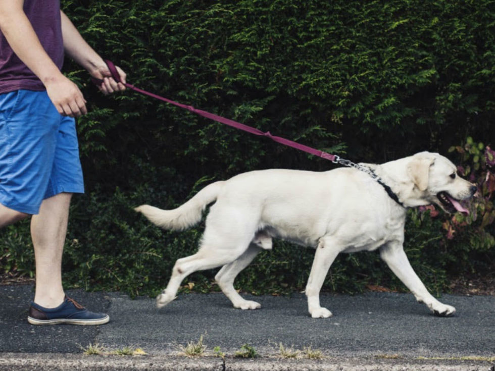 Сколько раз в день и сколько времени нужно гулять с собакой: частота и время выгула