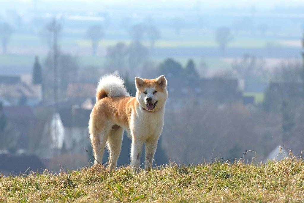 Акита-ину фото, описание породы характер, цена щенка, отзывы владельцев